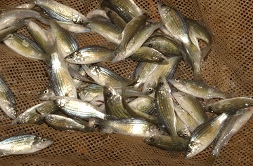 A net full of yellow bass that fisheries staff caught during sampling efforts.